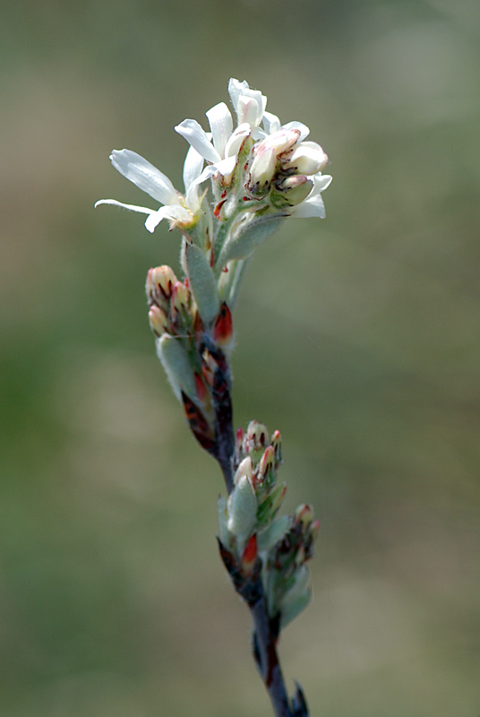 Amelanchier ovalis / Pero corvino